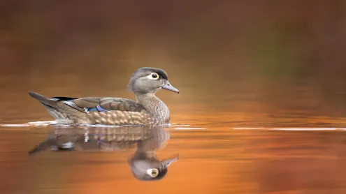 Wood duck hen (© ps50ace/iStock/Getty Images)