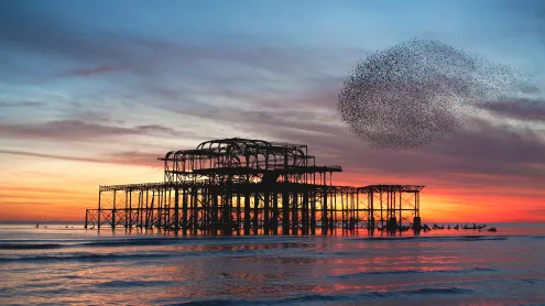 Starling murmuration over the ruins of Brighton's West Pier, England (© Philip Reeve/Photodisc/Getty Images)