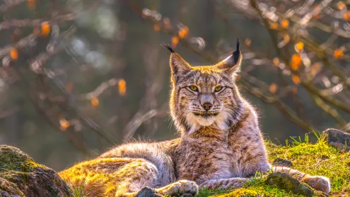 Eurasian lynx in Siberia (© Mario Plechaty Photograph/Shutterstock)