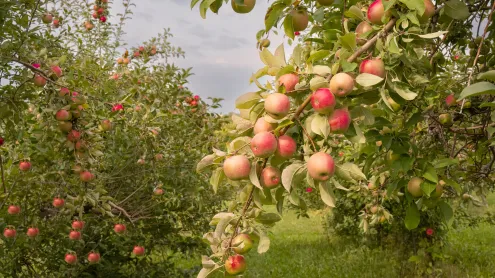 Apples ready for harvest, Minnesota (© Tammi Mild/Getty Images)