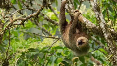 A Hoffmann's two-toed sloth in Ecuador (© Murray Cooper/Minden Pictures)