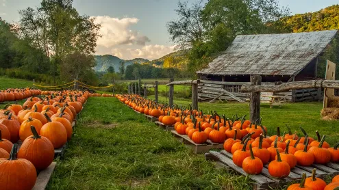 Pumpkin farm in North Carolina (© Matthew H Irvin/Getty Images)