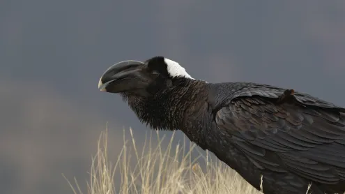 Thick-billed raven, Simien Mountains, Ethiopia (© Ignacio Yufera/FLPA/Minden Pictures)