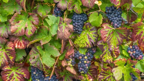Grappe de raisins noirs, vignoble de Champagne (© Daniele SCHNEIDER/Photononstop/Alamy Stock Photo)