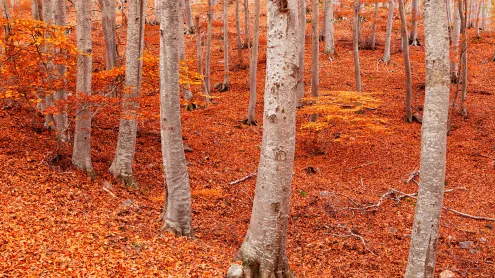 Peña Roya beech forest, Moncayo Natural Park, Zaragoza, Aragon, Spain (© David Santiago Garcia/DEEPOL by plainpicture)