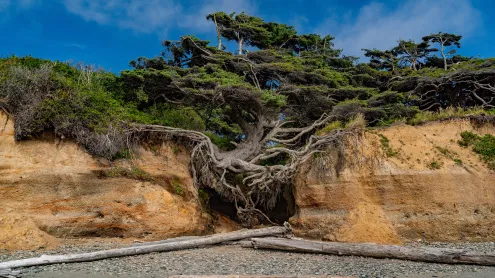 Tree of Life, Kalaloch Beach, Olympic National Park, Washington (© Abbie Warnock-Matthews/Shutterstock)
