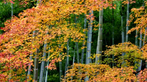 Colorful maple leaves and bamboo forest in Arashiyama, Kyoto, Japan (© DoctorEgg/Getty Images)
