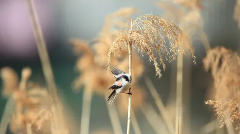 エナガ, 日本 (© feathercollector/Shutterstock)