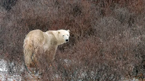 Polar bear in Churchill, Manitoba, Canada (© karen crewe/Getty Images)