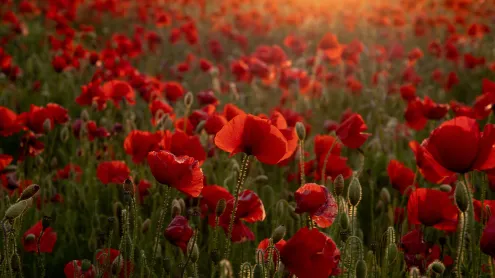 Poppy field (© Howard Double/iStock/Getty Images)