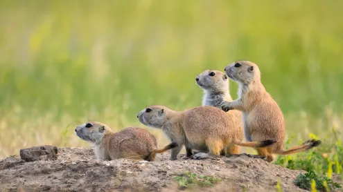 Black-tailed prairie dogs at Roberts Prairie Dog Town, Badlands National Park, South Dakota (© Greg Vaughn/Getty Images)