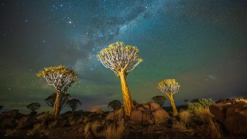 Quiver trees under the Milky Way, Keetmanshoop, Namibia (© Wim van den Heever/naturepl.com)