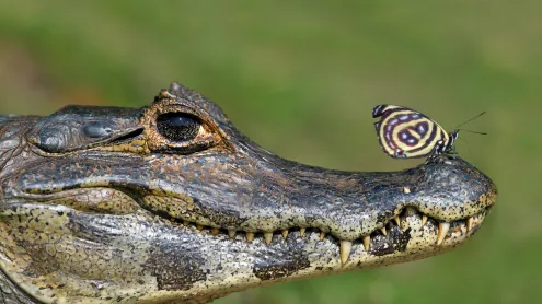 Jacaré-do-pantanal com uma borboleta pousada em  seu focinho, Pantanal (© Angelo Gandolfi/NPL)