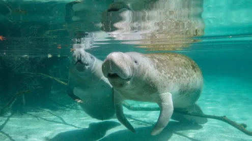 Mother manatee and calf, Crystal River, Florida (© Gregory Sweeney/Getty Images)