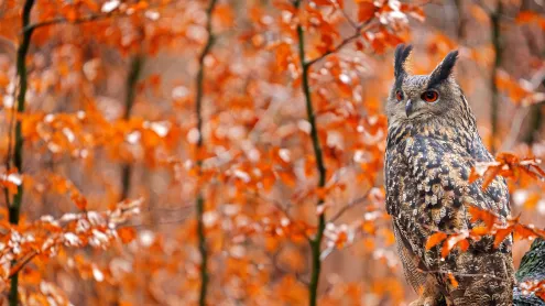 Europäischer Uhu auf einem herbstlichen Baumstamm, Deutschland (© Ondrej Prosicky/Shutterstock)