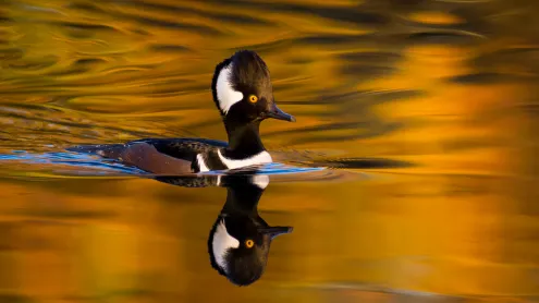Male hooded merganser, Oregon (© Eric Vogt/TANDEM Stills + Motion)