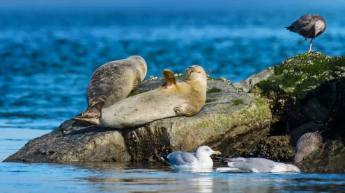 Harbor seals at Robert Moses State Park, Long Island, New York (© Vicki Jauron, Babylon and Beyond Photography/Getty Images)