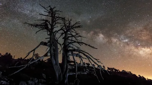Pino Loricato Fossilizzato del Pollino sulla Serra di Crispo, Calabria e Basilicata (© Renzi Tommaso tommyre00@hotmail.it/Moment)