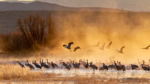 Sandhill cranes at sunrise, Bosque del Apache National Wildlife Refuge, New Mexico (© Jack Dykinga/Minden Pictures)