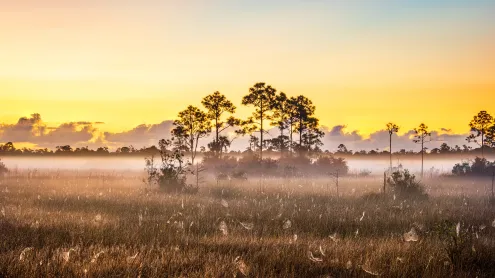 Spider webs in Everglades National Park, Florida (© Troy Harrison/Getty Images)