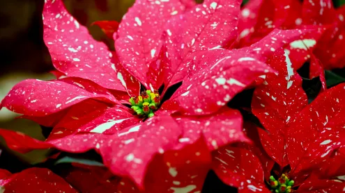 Spotted poinsettia (© DigiPub/Getty Images)