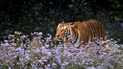 Royal Bengal tiger (© sourabh/Getty Images)