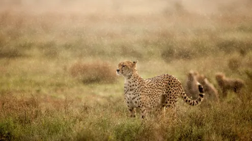 Cheetah in morning rain, Ndutu Plains, Ngorongoro Conservation Area, Tanzania (© Paul Souders/Getty Images)