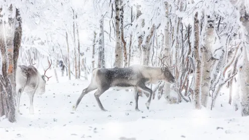 Reindeer during winter snowfall, Lapland, Finland (© Roberto Moiola/Getty Images)