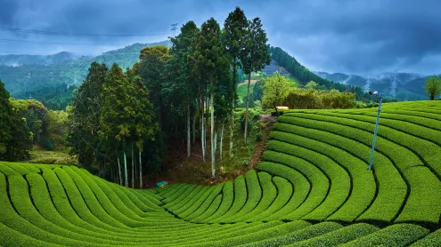和束町の茶畑, 京都府 (© Tuul & Bruno Morandi/Getty Images)