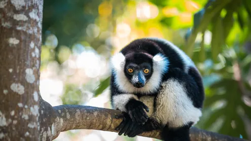 Black-and-white ruffed lemur in Madagascar (© Cyrielle Beaubois/Getty Images)