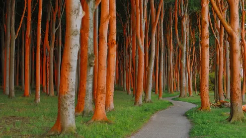 Weg durch den Gespensterwald bei Sonnenaufgang, Nienhagen, Mecklenburg-Vorpommern (© Martin Ruegner/Getty Images)