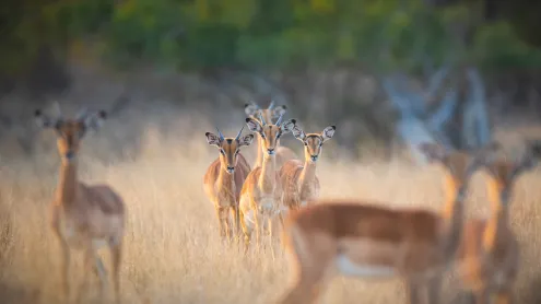 A herd of impalas, Londolozi Game Reserve, South Africa (© Mint Images/Getty Images)