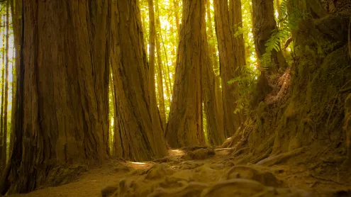 Giant redwood trees in Muir Woods National Monument, California (© photo by canderson/Getty Images)