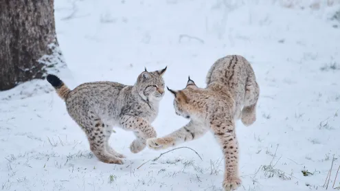 Eurasische Luchse beim Spielen im Schnee im Wald, Bayern (© imagebroker/david & micha sheldon/Getty Images)