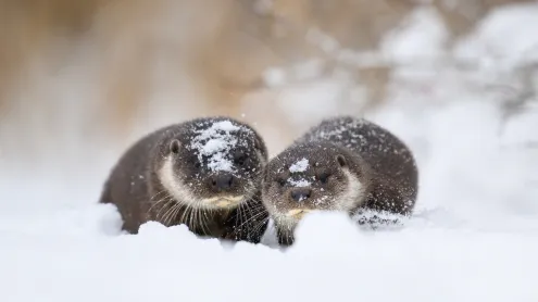 Eurasian otter and pup, Estonia (© Sven Zacek/naturepl.com)
