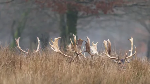 Cerfs cachés dans la forêt (© AB Photography/Getty images)