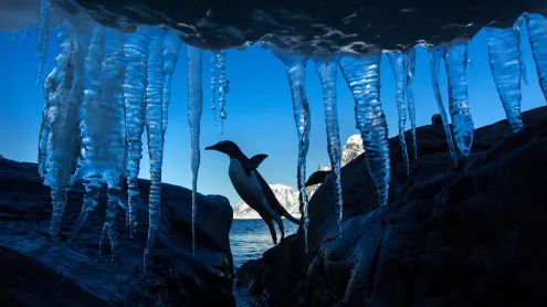 Gentoo penguin, Petermann Island, Antarctica (© Paul Souders/DanitaDelimont.com/Alamy)