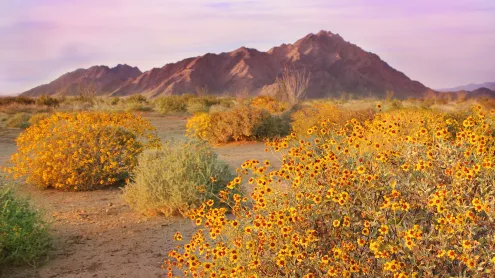 Brittlebushes blooming in springtime, Sonoran Desert, Arizona (© Charles Harker/Getty Images)