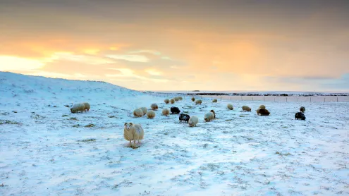 Sheep grazing in snow, Iceland (© Christophe Lehenaff/Getty Images)