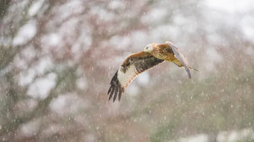 Red kite in snow (© Carl Mckie/500px/Getty Images)