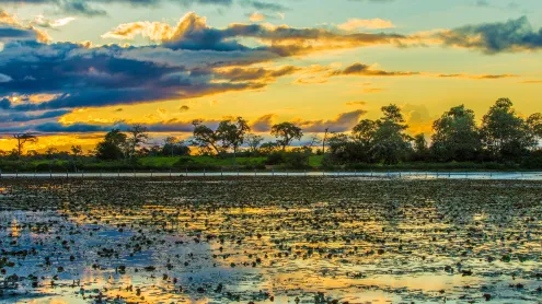 Colorido atardecer en Pantanal, Brasil (© filipefrazao/Getty Images)