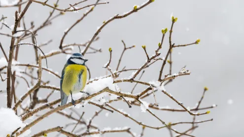 Une mésange bleue en hiver (© Marc Andreu/Getty Images)