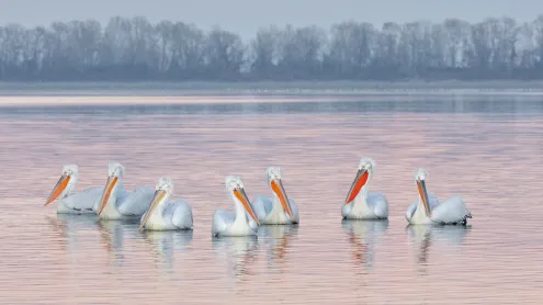 Dalmatian pelicans, Lake Kerkini, Greece (© Guy Edwardes/naturepl.com)