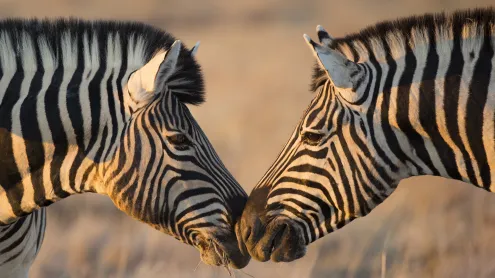Plains zebras, Etosha National Park, Namibia (© Mogens Trolle/Shutterstock)