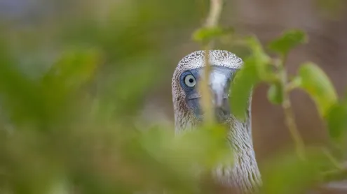 Blue-footed booby, Galápagos Islands, Ecuador (© Karine Aigner/TANDEM Stills + Motion)