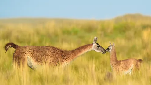 Guanaco mother and newborn baby in grassland, La Pampa Province, Argentina (© Gabriel Rojo/Minden Pictures)