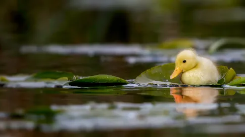 A duckling swimming in a water meadow, Suffolk, England (© Nick Hurst/Getty Images)