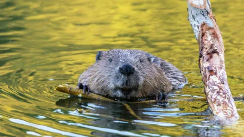 Beaver, Germany (© Andyworks/Getty Images)