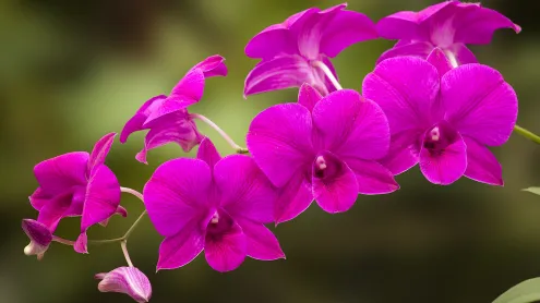 Orquídea Denphal (© Rui Santos/Getty Images)