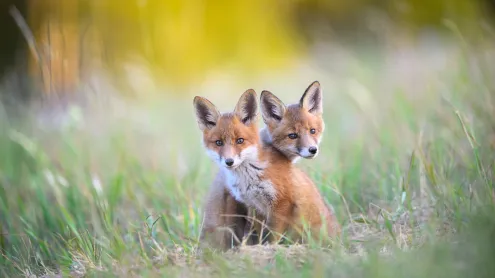 Two young red foxes at Karula National Park, Estonia (© Sven Zacek/Nature Picture Library)